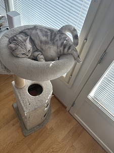 Myydän kissa (5 valokuva sivusta 5)