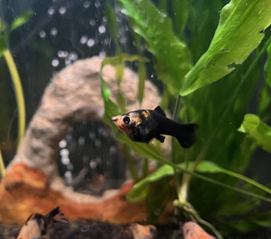 Kala Molly (2 foto / 8)