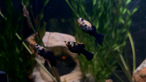 Kala Molly (3 foto / 8)