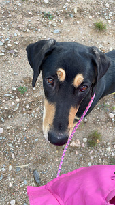 Koira etsii kotia (4 valokuva sivusta 7)