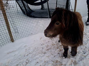 Poni poiss Einstein (1 foto / 4)