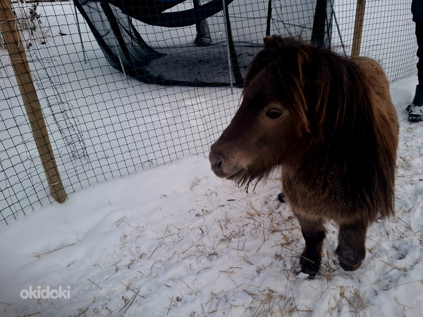 Poni poiss Einstein