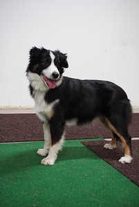 Miniatyyrikokoisia amerikkalaisen paimenen pentuja. (1 valokuva sivusta 4)