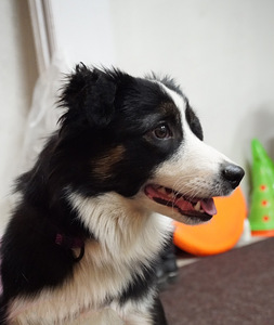 Miniatyyrikokoisia amerikkalaisen paimenen pentuja. (3 valokuva sivusta 4)