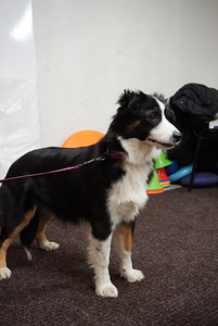 Miniatyyrikokoisia amerikkalaisen paimenen pentuja. (4 valokuva sivusta 4)