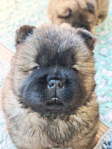 Chow chiw pentu (1 valokuva sivusta 6)