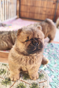 Chow chiw pentu (3 valokuva sivusta 6)