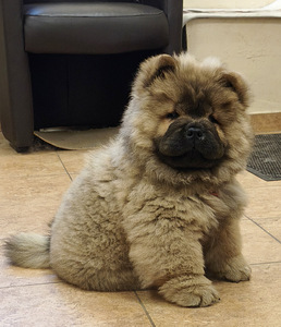 Chow chow pentu (1 valokuva sivusta 4)