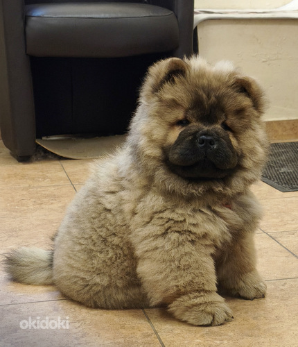 Chow chow pentu