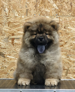 Chow chow pentu (3 valokuva sivusta 4)