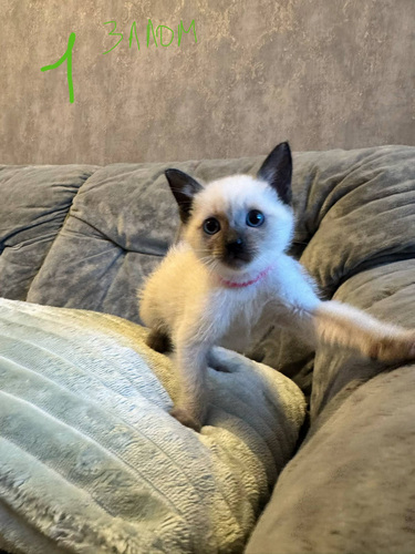 Тайские котята