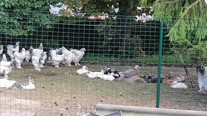 Müüme Türgi Brahma tibusid (1 foto / 2)