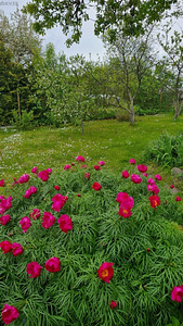Rohutirtsu AÜ 5, Kaasiku, Saue vald, Harjumaa (14 фото из 14)