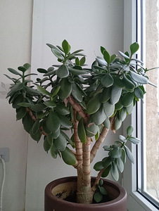 Rahapuu (1 foto / 3)