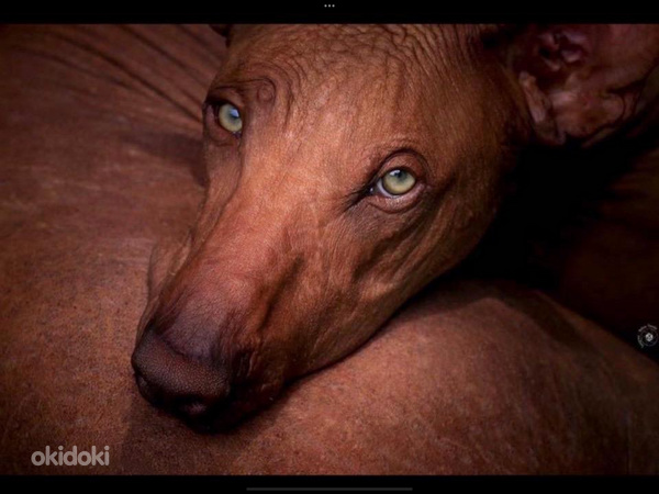 Перуанская голая собака