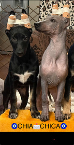 Peru Kails suns (6 foto no 10)