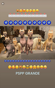 Peru Kails suns (10 foto no 10)