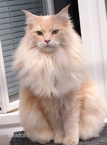 Ragdoll ja Maine Coon mix pentuja varattavissa