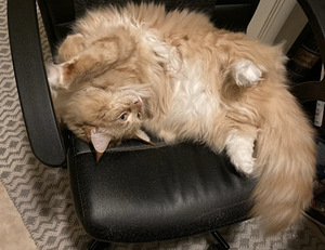 Ragdoll ja Maine Coon mix pentuja varattavissa (2 valokuva sivusta 4)