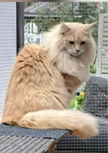 Ragdoll ja Maine Coon mix pentuja varattavissa (3 valokuva sivusta 4)