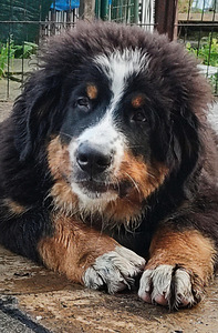 Bernas ganu suns (1 foto no 2)