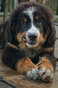 Bernas ganu suns (2 foto no 2)