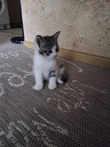 Котята в новый дом
