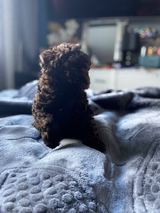 Toy poodel šokolad (10 foto / 10)