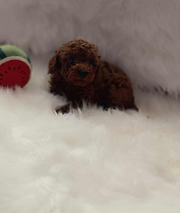 Toy poodle (4 foto / 7)