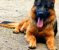 Немецкая овчарка