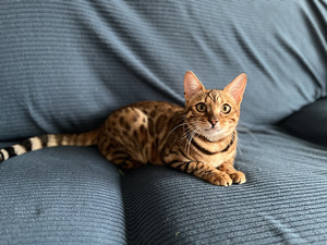 Bengali pentu