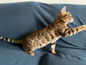 Bengali pentu (2 valokuva sivusta 2)