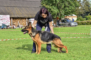 Saksa lambakoera kutsikad (10 foto / 10)