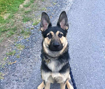 Saksanpaimenkoira pentue