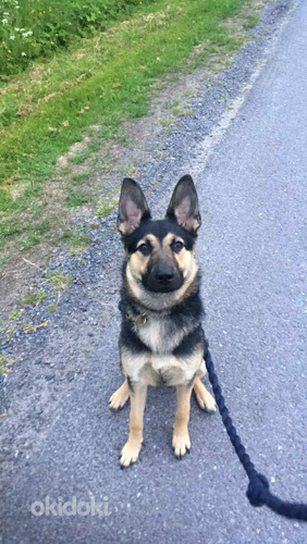 Saksanpaimenkoira pentue