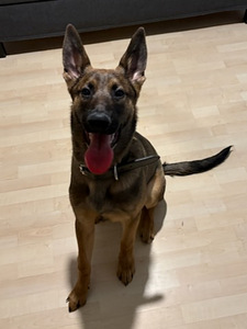 Saksanpaimenkoira uros (1 valokuva sivusta 5)