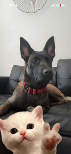 Malinois narttu (4 valokuva sivusta 4)