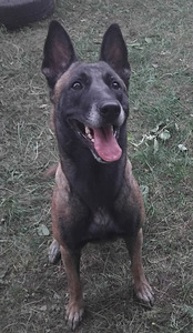 Koirat etsii kotia (2 valokuva sivusta 2)