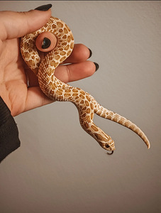 Siankärsäkäärme + terraario (1 valokuva sivusta 1)