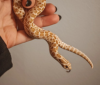 Siankärsäkäärme + terraario