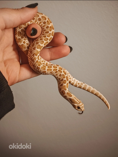 Siankärsäkäärme + terraario