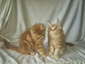 Maine Cooni kassipojad | Cream, Red, Black Silver Classic Tabby (3 foto / 9)