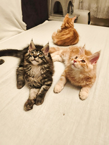Maine Cooni kassipojad | Cream, Red, Black Silver Classic Tabby (6 foto / 9)
