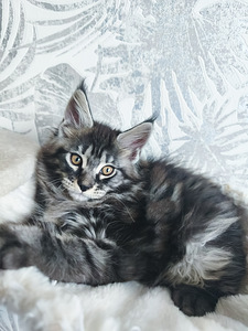 Maine Cooni kassipojad | Cream, Red, Black Silver Classic Tabby (8 foto / 9)
