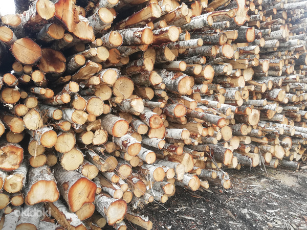 Березовые дрова (фото #1)