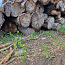 Полусухие березовые дрова (фото #2)