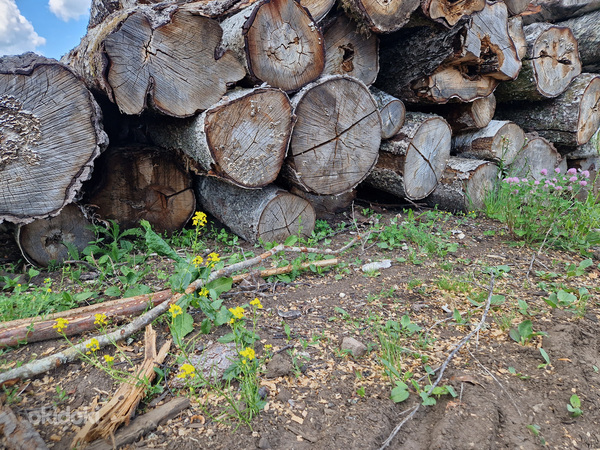 Полусухие березовые дрова (фото #2)