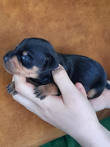Zwergpinscher, kääbuspintser (3 foto / 5)
