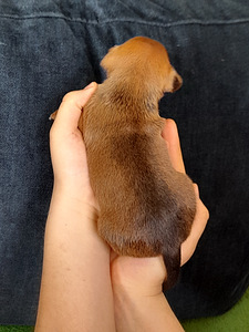 Zwergpinscher, kääbuspintser (4 foto / 5)