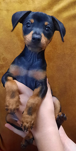 Miniatuurne pintser , Zvergpinscher (3 foto / 5)
